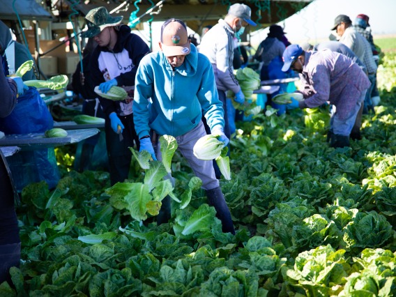 farmworker