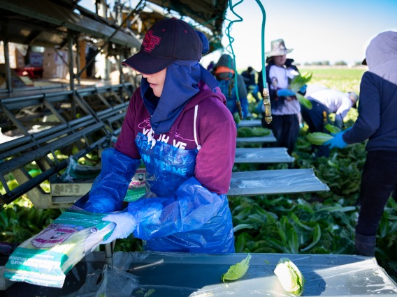 farmworker