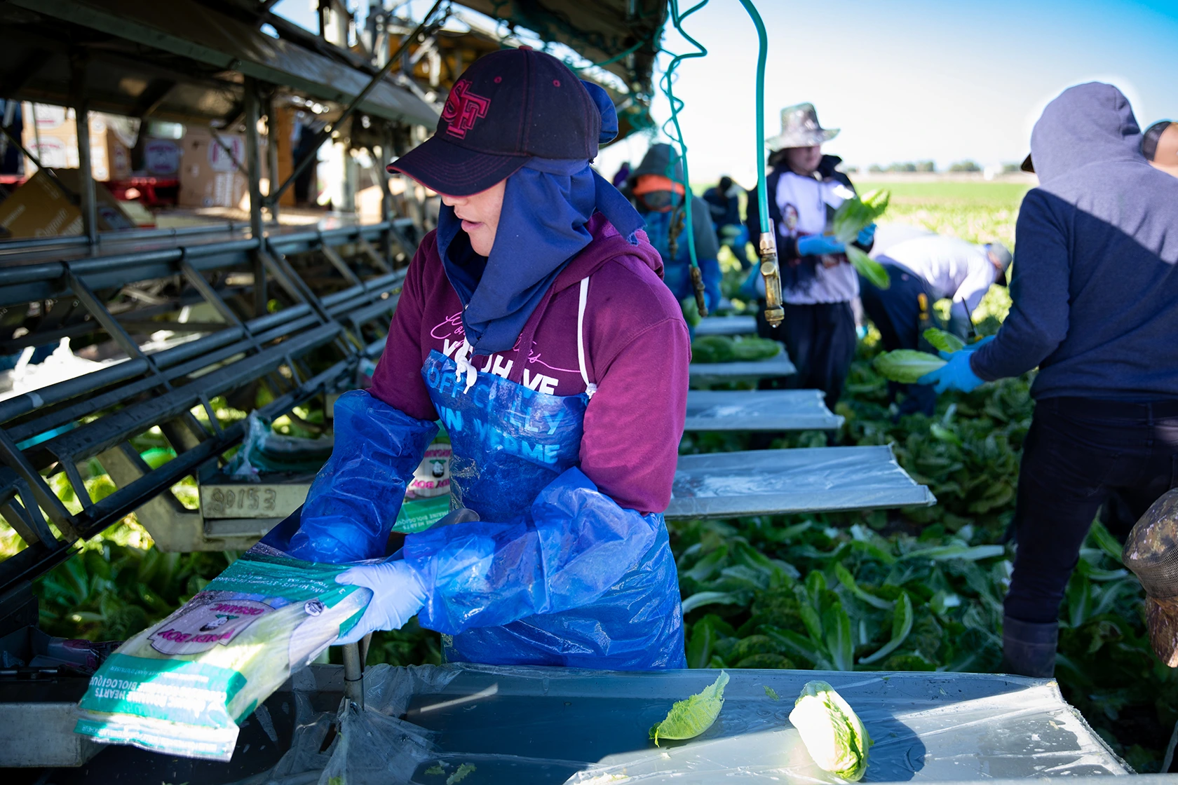 Farmworkers in a field